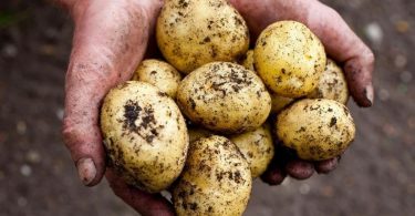 Comment cultiver des pommes de terre