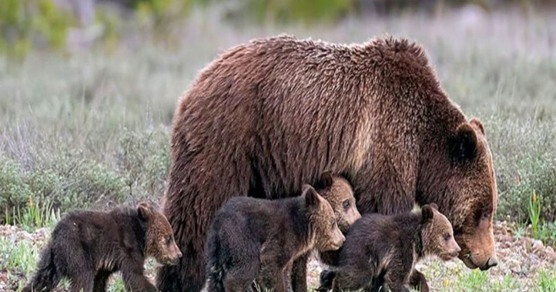 L’ours Grizzli Qui Est Célèbre Pour Avoir Montré Ses Bébés Aux Touristes A Donné Naissance À Ses Petits À L’âge De 24 Ans