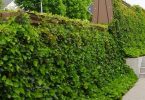 "ecolo Et Moins Cher Que Le Bêton" Cette Entreprise Invente Le Mur Anti-bruit Végétalisé, Une Aubaine Pour La Biodiversité